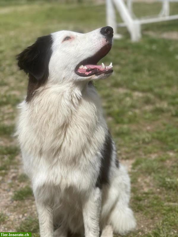 Bild 2: Griechischer Hirtenhund-Mix Rüde, kastriert, 2-jährig