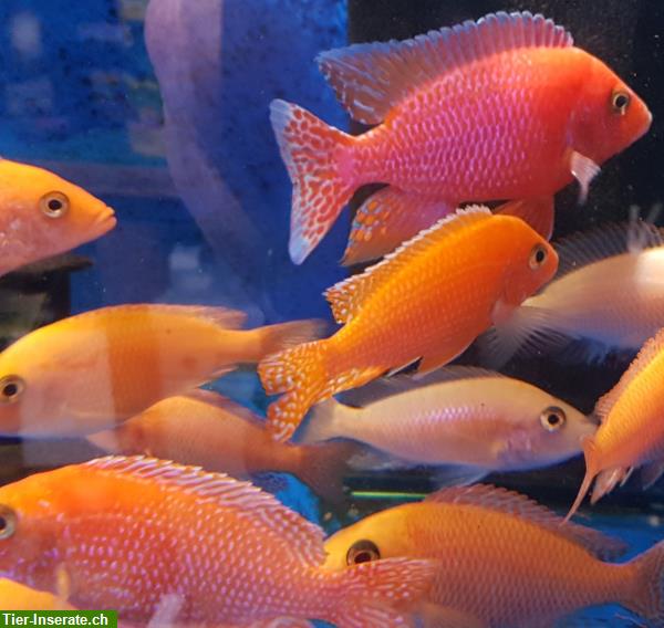 Bild 2: Schöne Red Mammon / Firefish Barsche 3cm - 14cm abzugeben
