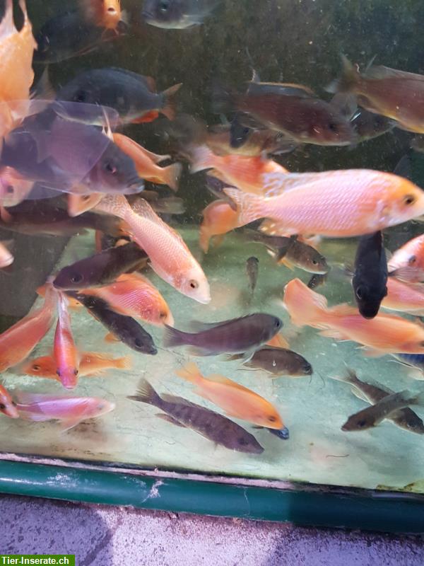 Bild 3: Schöne Red Mammon / Firefish Barsche 3cm - 14cm abzugeben