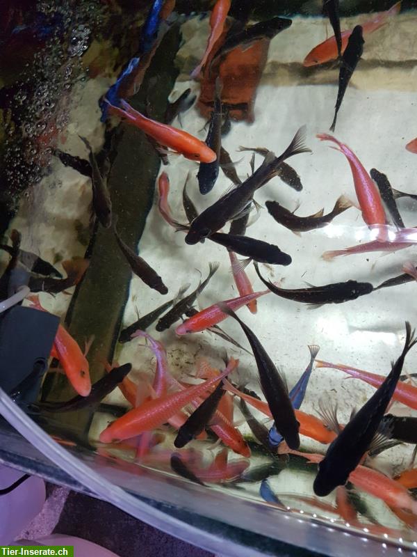 Bild 4: Schöne Red Mammon / Firefish Barsche 3cm - 14cm abzugeben