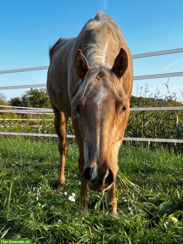 Bild 5: AQHA Stute aus 2020, Foundation / Cowhorse gezogen