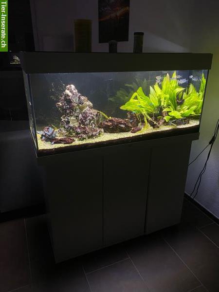 Bild 2: Aquarium Juwel 180 Liter / 2 Aquarien zu verkaufen