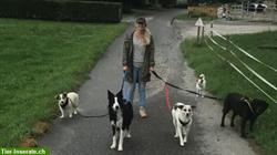 Biete Hundespaziergang und Katzenbetreuung im Gürbetal