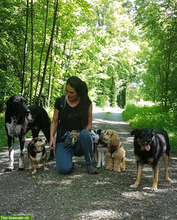 Bild 2: Liebevolle Hundetagesbetreuung, Umgebung Wetzikon, ZH-Oberland