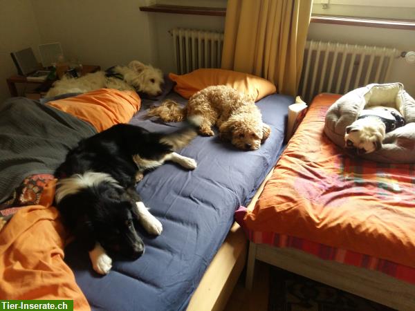 Bild 4: Liebevolle Hundetagesbetreuung, Umgebung Pfäffikon, Wetzikon, Hittnau