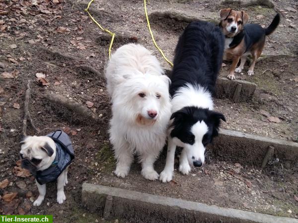 Bild 6: Liebevolle Hundetagesbetreuung, Umgebung Wetzikon, ZH-Oberland