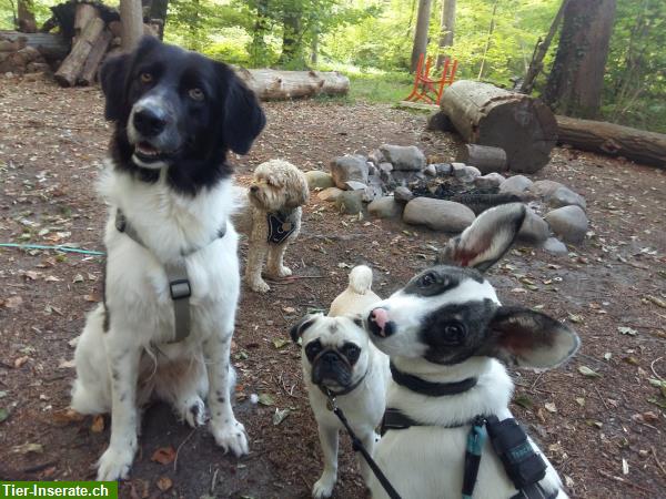 Bild 7: Liebevolle Hundetagesbetreuung, Umgebung Pfäffikon, Wetzikon, Hittnau