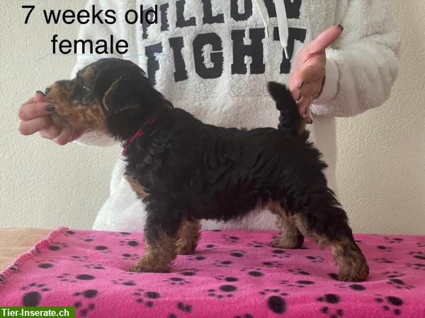 Bild 2: Welsh Terrier Welpen m/w zu verkaufen