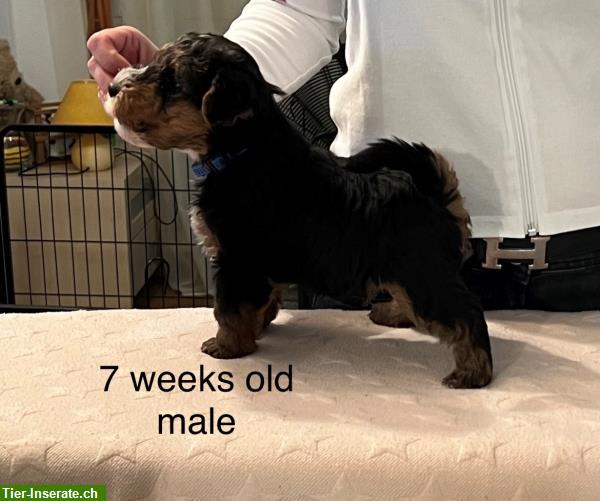 Bild 4: Welsh Terrier Welpen m/w zu verkaufen