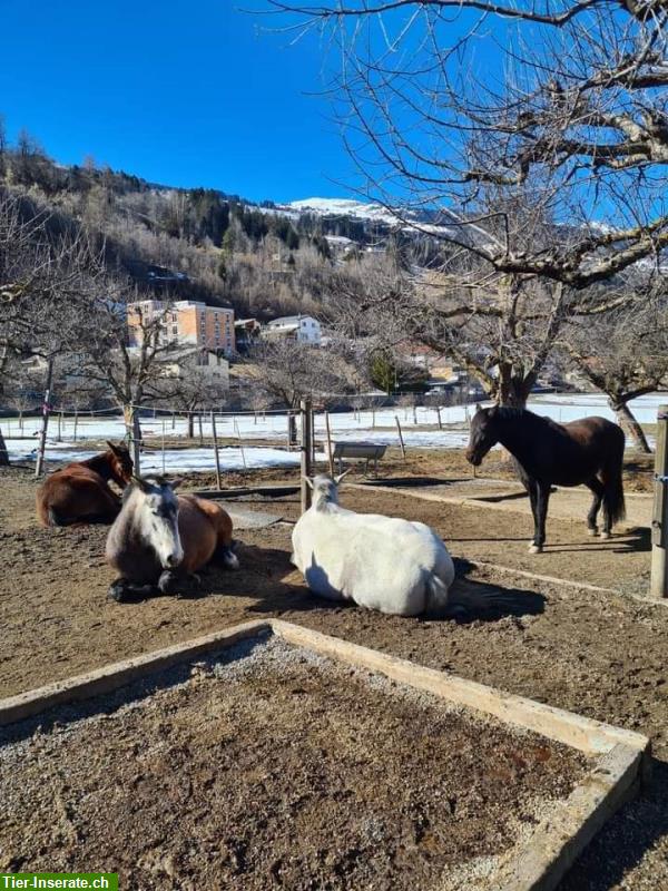 Bild 3: Pferdeboxen, Gruppenplätze, Ausbildungsplätze in 7408 Cazis GR