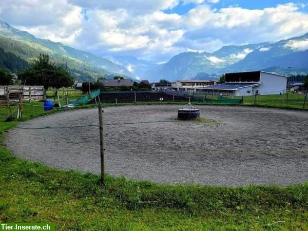 Bild 7: Pferdeboxen, Gruppenplätze, Ausbildungsplätze in 7408 Cazis GR