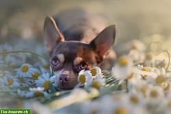 Biete Hundefotografie mit Herz