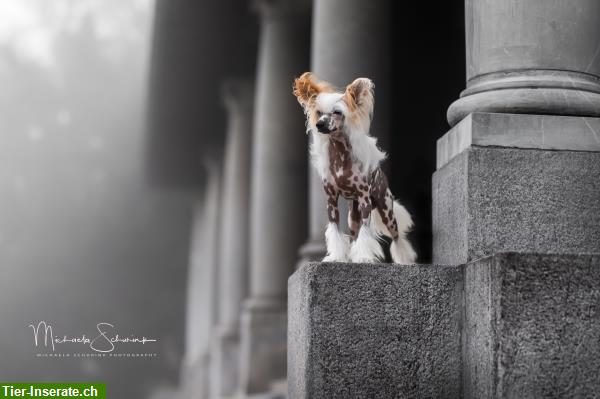 Bild 3: Biete Hundefotografie mit Herz