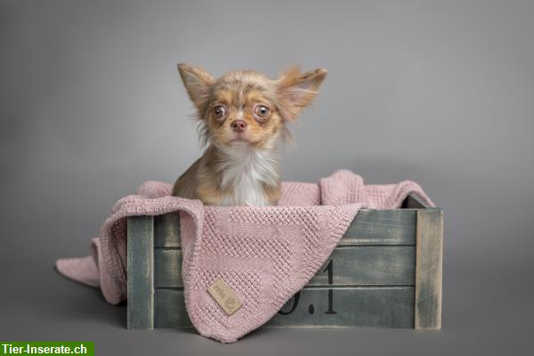 Bild 6: Biete Hundefotografie mit Herz