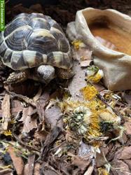 Suche Schildkröten Eier zum ausbrüten