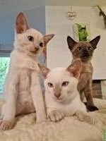 Tonkanesen Kitten mit Stammbaum suchen Zuhause