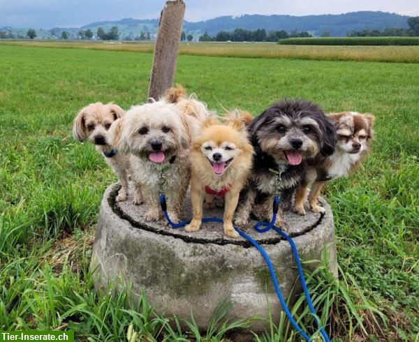 Bild 5: Biete Hundetages- und Ferienbetreuung, Gommiswald SG