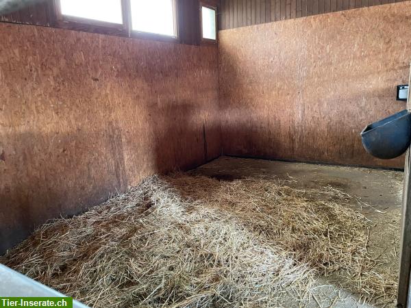 Bild 5: Freie Pferdeboxen: 1 Auslaufboxe, 3 Innenboxen im Aargau