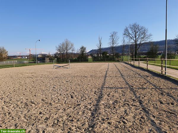 Bild 5: Freie Pferdeboxen auf dem Ziegelhof-Scherz AG