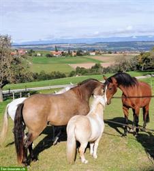 Tolle Gelegenheit französisch zu lernen und mit Pferde zu leben!
