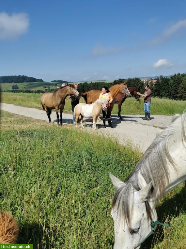 Bild 3: Tolle Gelegenheit französisch zu lernen und mit Pferde zu leben!
