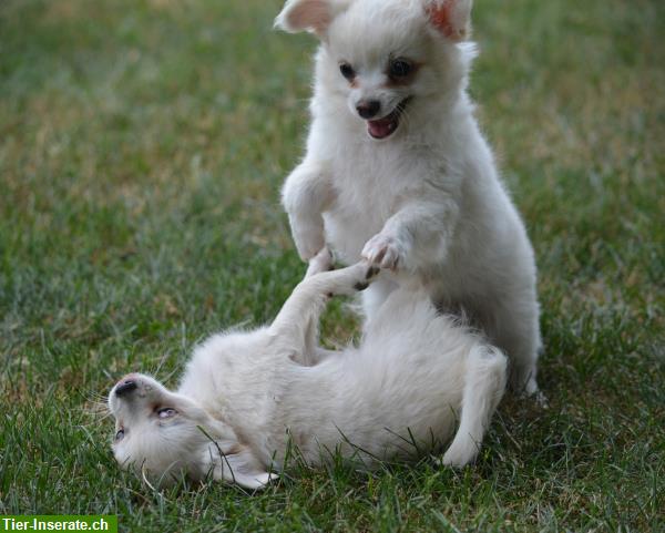 Bild 4: Junge Chihuahua Welpen zu verkaufen