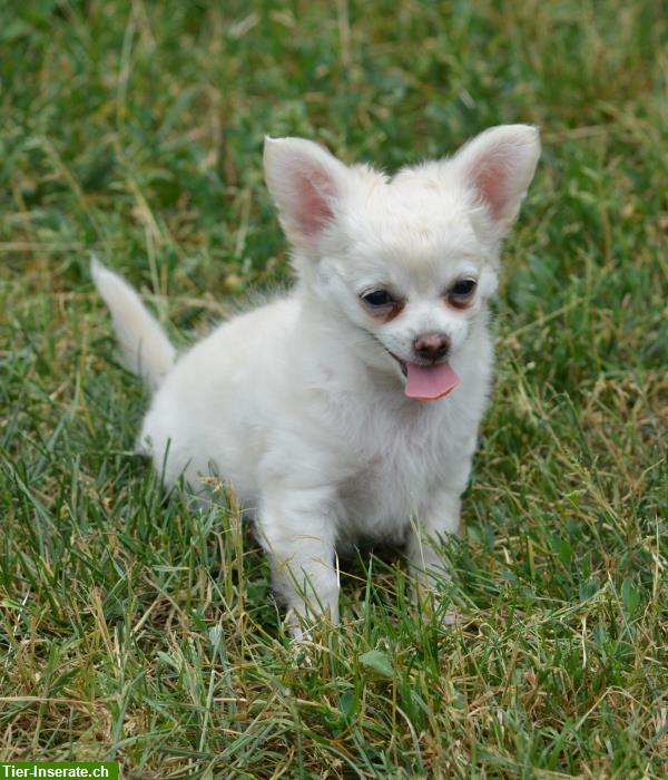 Bild 7: Junge Chihuahua Welpen zu verkaufen