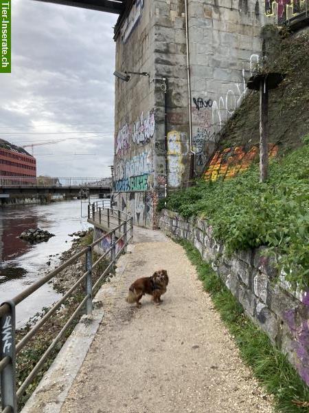 Bild 3: Gelegentliche Hundebetreuung gesucht, 8005 Zürich