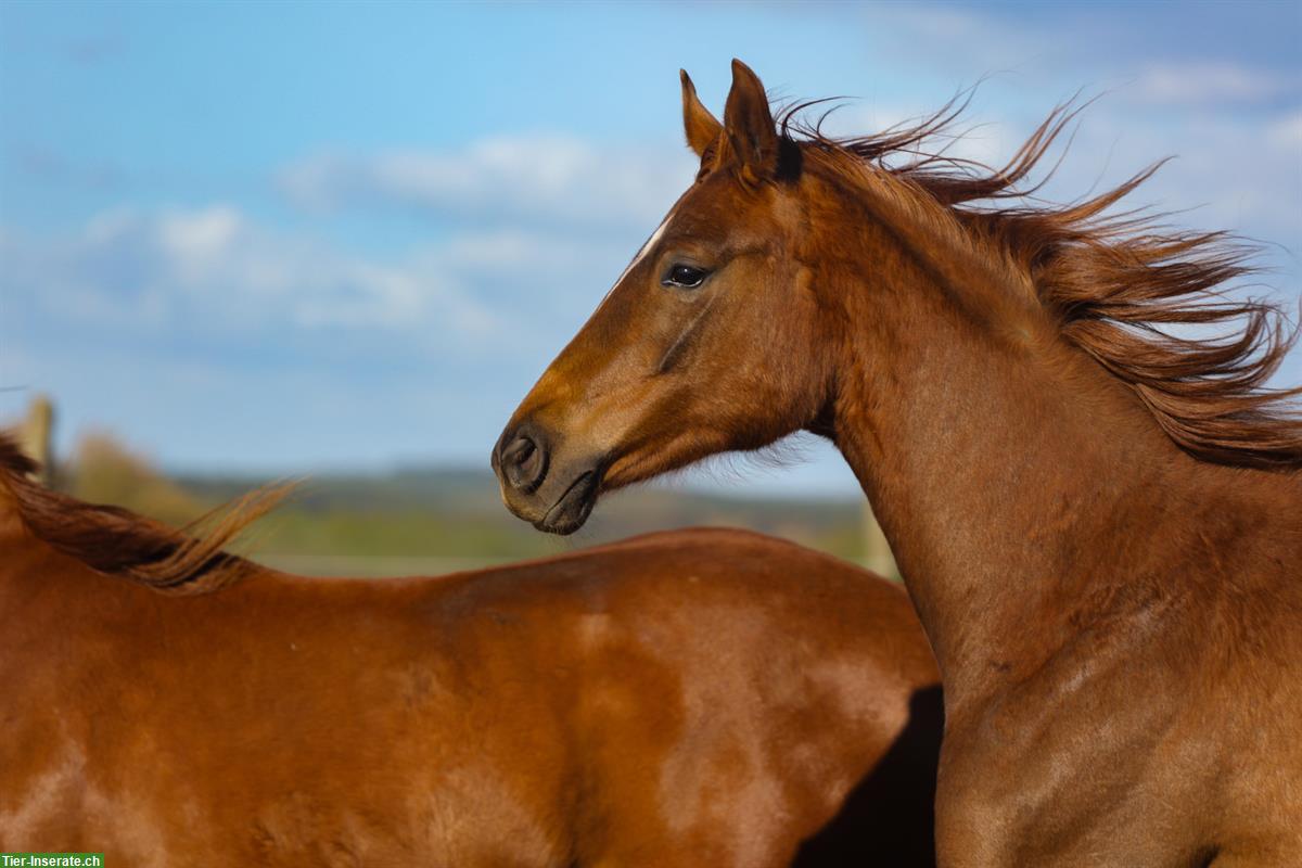 Bild 10: Dressurpferde & Quarter Horses- direkt vom Schweizer Züchter