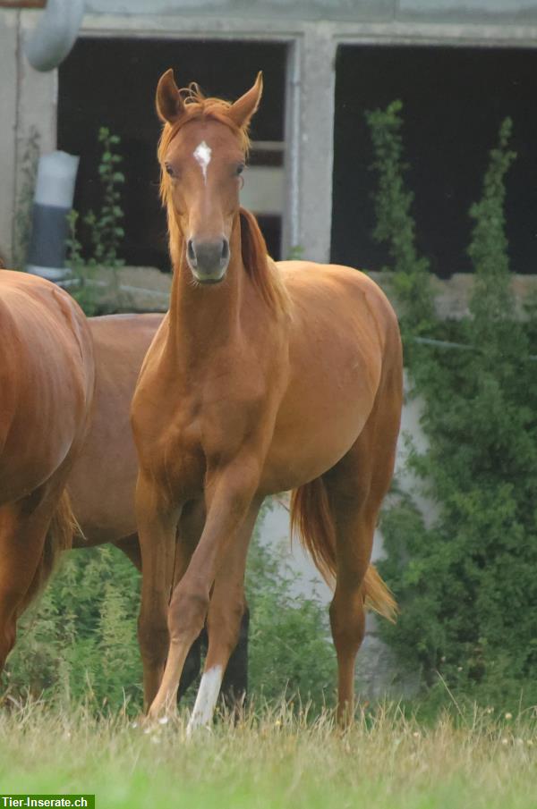 Bild 4: Dressurpferde & Quarter Horses- direkt vom Schweizer Züchter