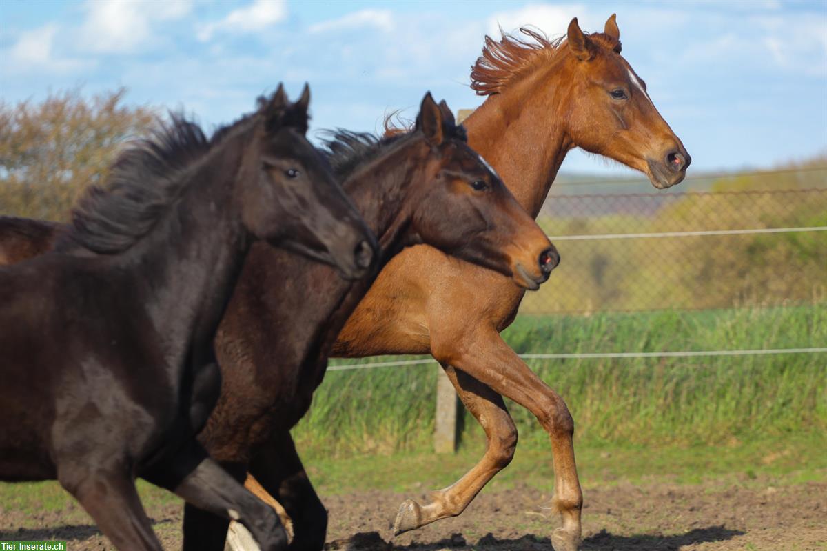 Bild 7: Dressurpferde & Quarter Horses- direkt vom Schweizer Züchter