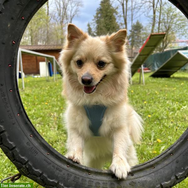 Bild 5: Spitz Rüde Mogli braucht Hundeerfahrenes Zuhause