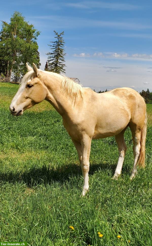 Bild 3: Mustang Stute aus Kanada zum selber ausbilden