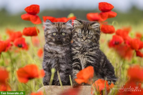 BLH Kitten Traum Duo wartet auf die richtigen Adoptiveltern