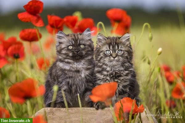 Bild 2: BLH Kitten Traum Duo wartet auf die richtigen Adoptiveltern