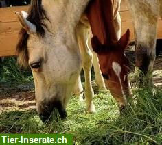 Bild 2: Pferdeboxen zu vermieten in Bonndorf im Schwarzwald