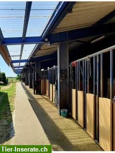 Bild 3: Pferdeboxen zu vermieten in Bonndorf im Schwarzwald