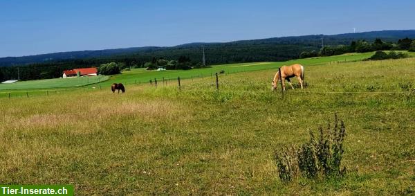 Bild 5: Pferdeboxen zu vermieten in Bonndorf im Schwarzwald