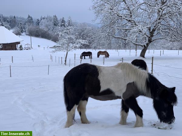Bild 6: Offenstall für Isländer/Pony, auch für Allergiker geeignet, zwischen Bern - Thun