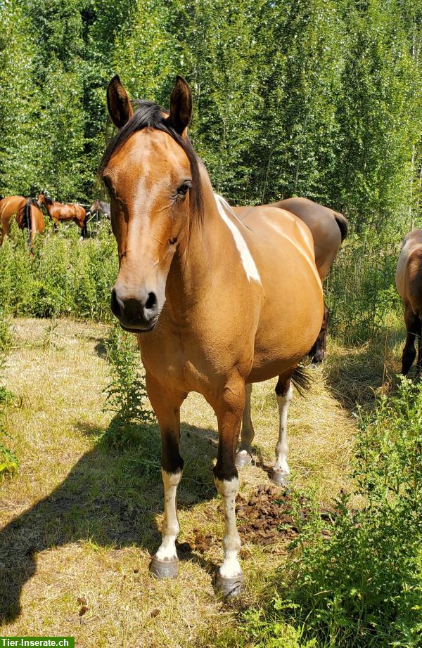 Bild 2: Junge Mustangs aus British Columbia, Kanada
