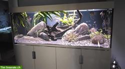 Aquarium mit 10 Rio Negro Altum Scalaren + 15-20 Rotkopfsalmler