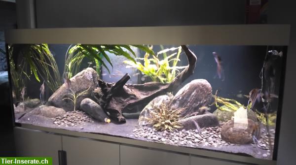 Bild 2: Aquarium mit 10 Rio Negro Altum Scalaren + 15-20 Rotkopfsalmler
