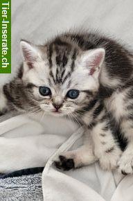 Bild 3: Kitten Britisch Kurzhaar «Whiskas» mit Stammbaum