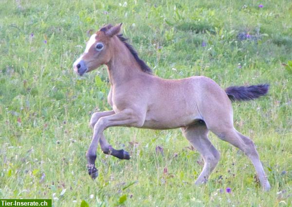 Bild 3: Mehrere Pferde: Connemara Ponys, auch Fohlen günstig zu verkaufen