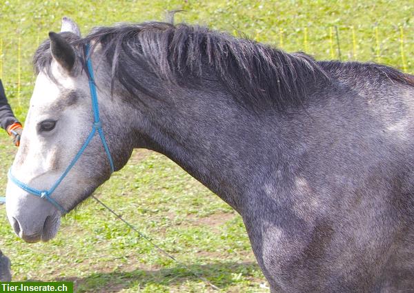 Bild 4: Mehrere Pferde: Connemara Ponys, auch Fohlen günstig zu verkaufen