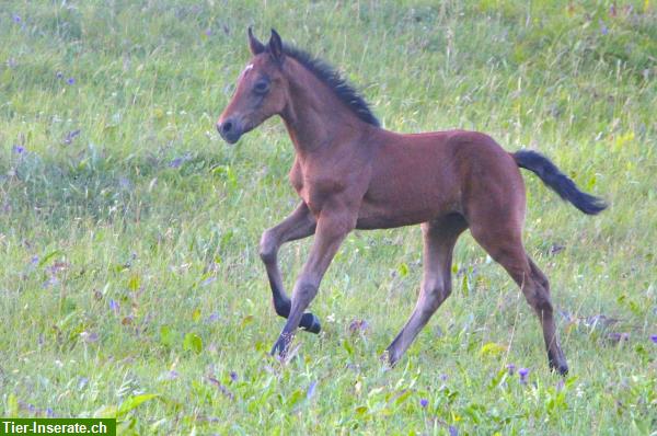 Bild 6: Mehrere Pferde: Connemara Ponys, auch Fohlen günstig zu verkaufen