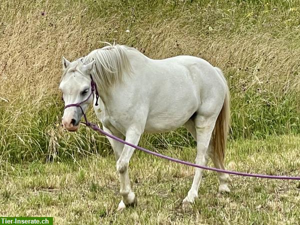 Bild 8: Mehrere Pferde: Connemara Ponys, auch Fohlen günstig zu verkaufen