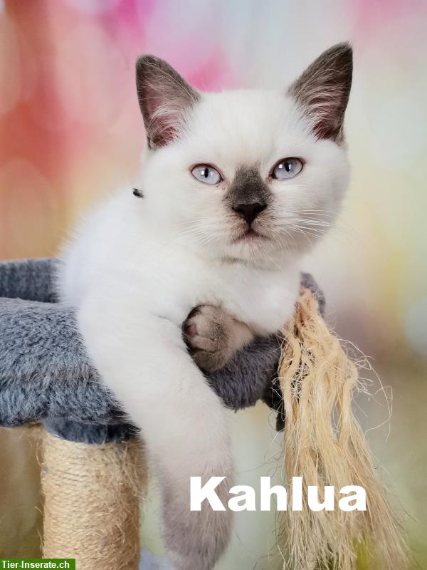 Bild 6: Britisch Kurzhaar Kahlua, BKH mit FFH-Stammbaum, 1300 CHF VB