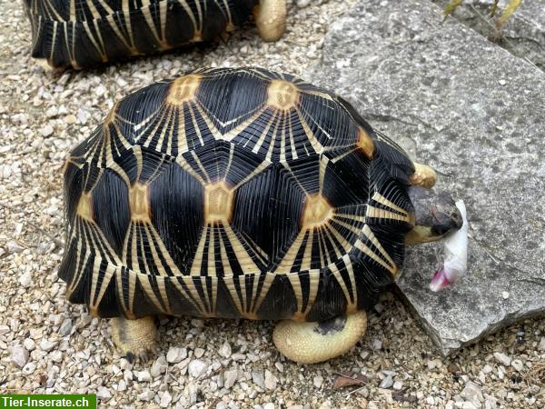 Bild 2: 2 Strahlenschildkröten, Astrochelys Radiata zu verkaufen