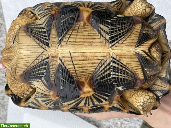 Bild 3: 2 Strahlenschildkröten, Astrochelys Radiata zu verkaufen